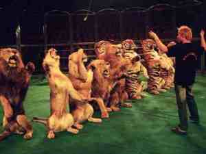 lions-tigers-cats-circus-choir-chorus